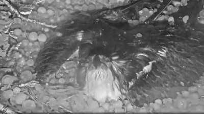 Mama bird protects her eggs from a hailstorm in Boulder, Colorado