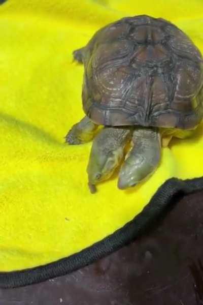 Two headed turtle fighting for a treat