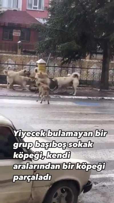 Ne diyim ki sadece amk böyle işin yani