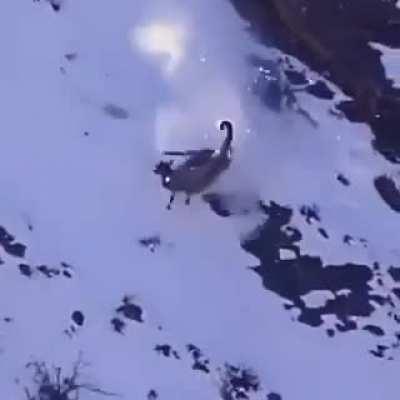 A snow leopard chasing its prey