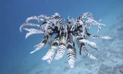 Crinoid or Feather Star is an animal in the starfish family that can actually swim.