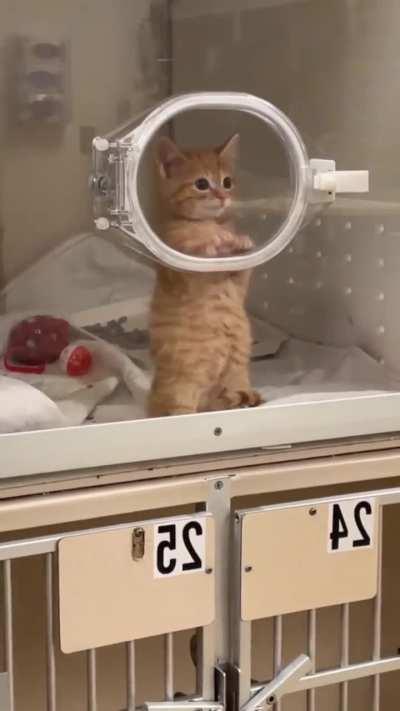 🔥 Cute waiting 🥺🥺 : cats || [dd] redd.tube : First Downlo...