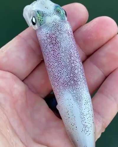 The chromatophores in this squid's skin allow it to blend into its environment