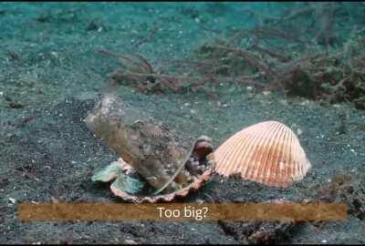 Diver convinces octopus to trade his plastic cup for a seashell