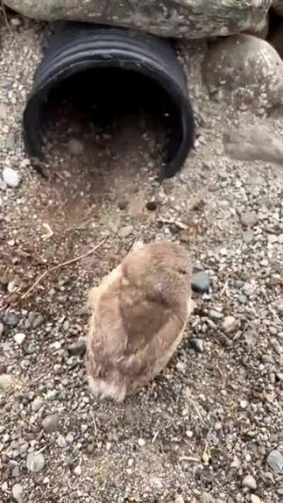 Wildlife conservationist placing baby burrowing owls back in their burrow.