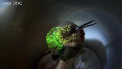 The sound a snoring hummingbird makes.