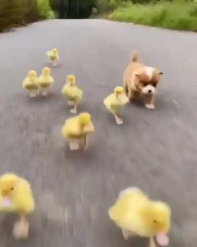 Puppy chased by gang of tiny dinosaurs