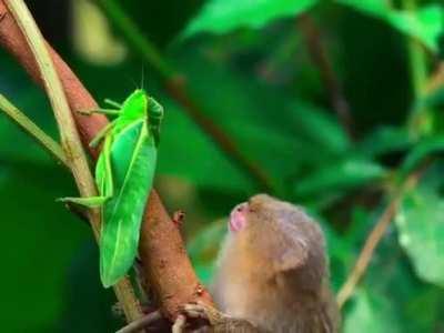 Pygmy monkey is fascinated by insects.