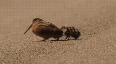 An American woodcock and her two chicks are searching for food together using a remarkably bouncy walk, which resembles a dance, that helps them stir up worms. The younglings are mimicking their mother's actions as they motion forward and feel for the mov