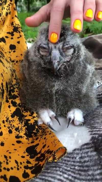 It's a snowy owl chick enjoying scratching (OC)