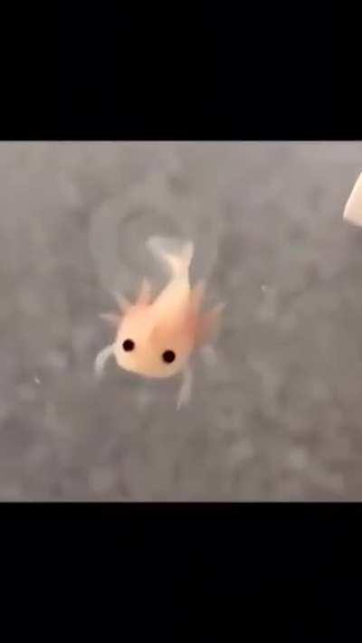 🔥 Baby axolotl swimming