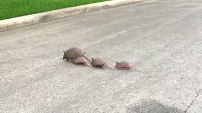 Armadillo family crossing my street...