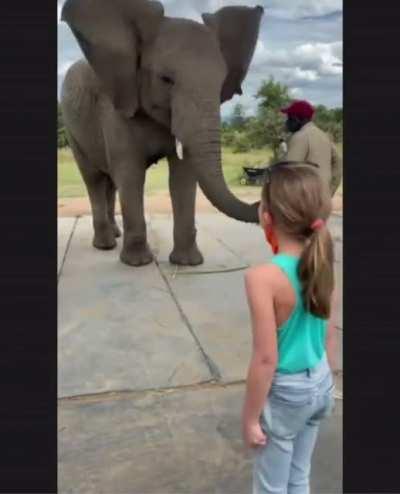 Elephant imitates the girl.