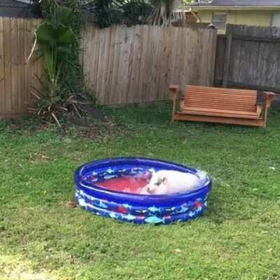 Hank getting to play in his new pool for the first time