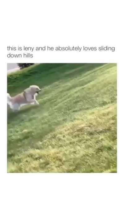 Nonono save the doggo! Oh it's fine