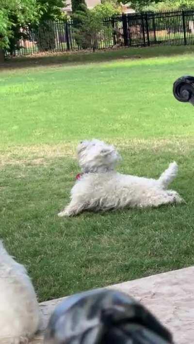 Good boi scratches his ... itchy tummy?