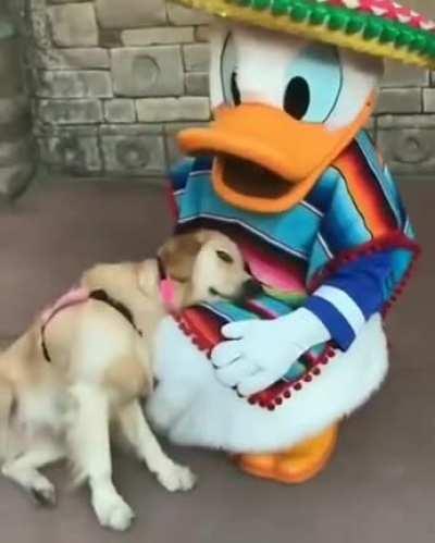 Helper dog meets Donald Duck