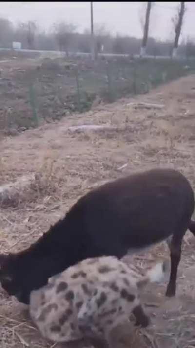 Donkey opening a very large can of whoopass on a hyena