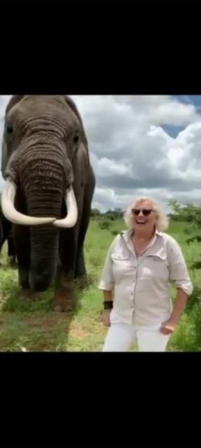 An elephant pretends to eat a hat then gives it back