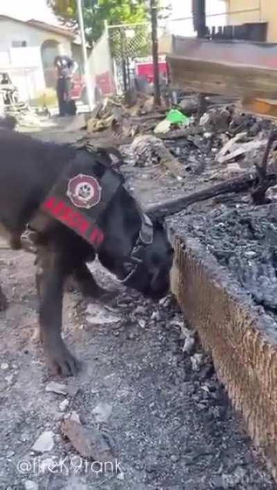 Dog detecting one drop of gasoline in his Scent Discrimination Training for arson detection