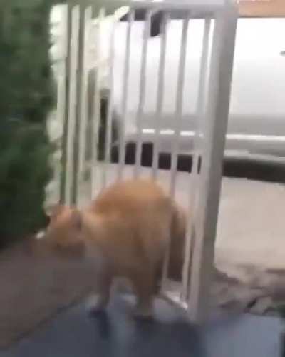 Cat stuck in gate