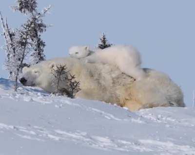 Polar bear cub can’t get comfortable