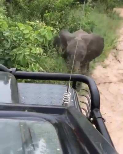 This baby elephant practicing his charge is too cute 🐘