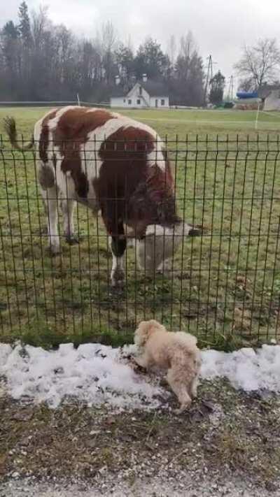 Cow gets a new friend