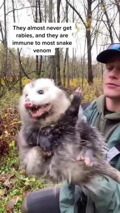 Opossum lesson of the day