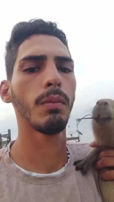 Capybara love