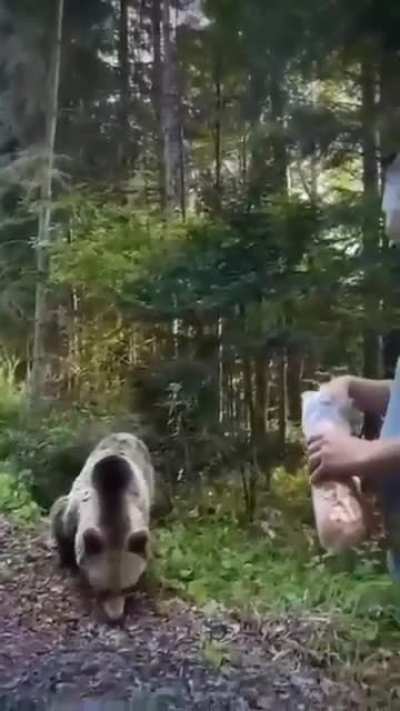 Bear attack