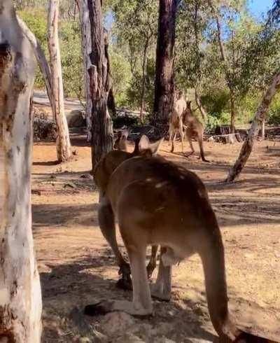 Meanwhile in Australia today… 🦘🥊