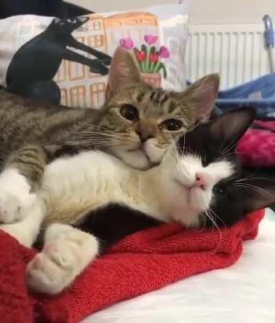 Why do I feel like this is catboo and catbo cuddling-