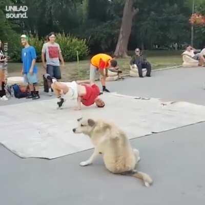 Doggo tries his best to copy the human