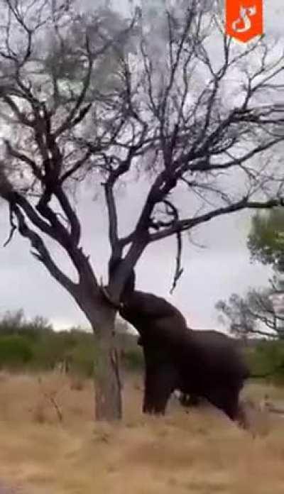 Elephant v/s tree