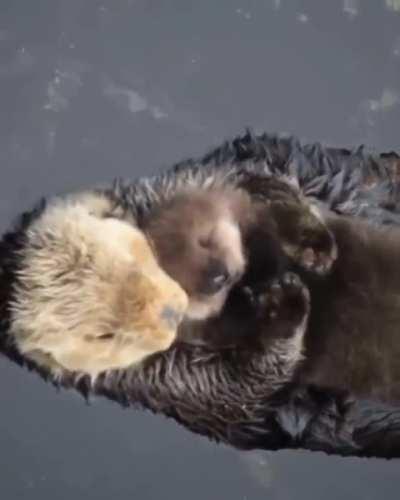 🔥 Otter and her baby