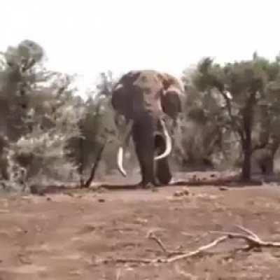 Largest Elephant in the World (est. about 8000kg, from Tanzania)