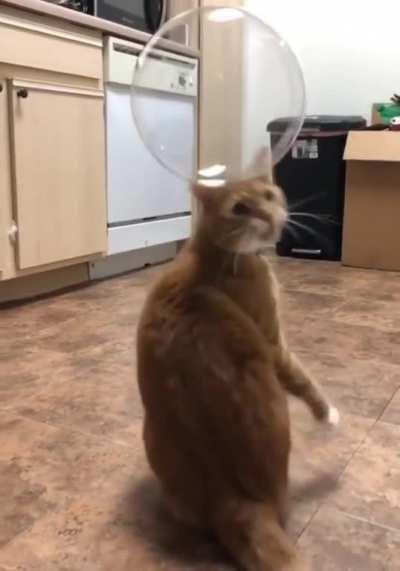 A kitty having their mind blown by a bubble popping