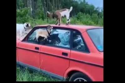 Little goats walking on the car door