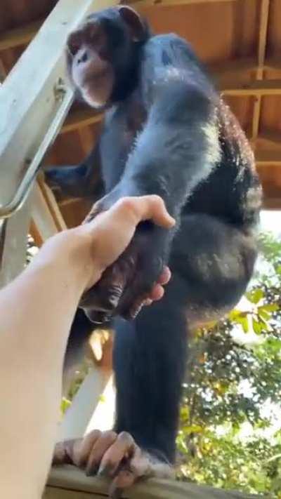 Monkey helping and then bumping fists.