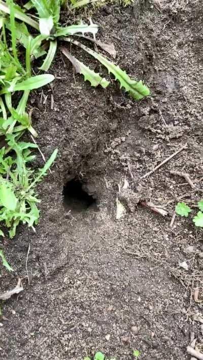 🔥 Bumblebee takes a tumble back into their tunnel 🔥