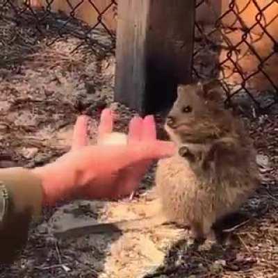 Rare Quokkas react to juggling :)