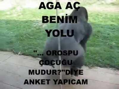 VER BENİM MUZU GERİ