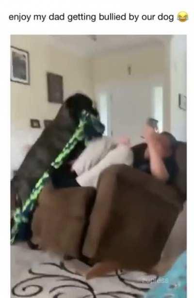 Doggo bullies dad