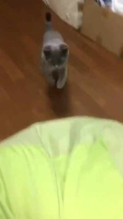 Cat goes weeeeeeee