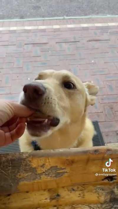 🔥 Giving treats to each dog that walks past : TikTokCringe