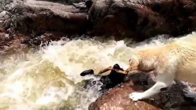 Dog saves bud from being swept downstream