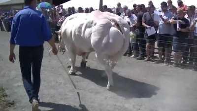 🔥 The Belgian Blue Bull is Absolutely Jacked