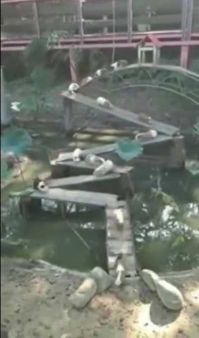 Guinea pigs going over the bridge