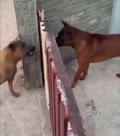 No fight thug dog scene…